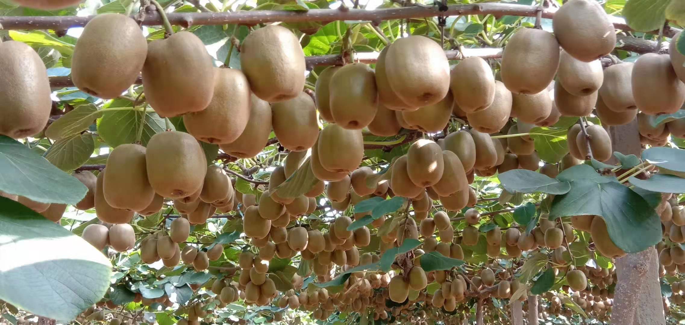 新型水杨桃砧木的博山碧玉猕猴桃树苗优势与山东省许多客户种植发展不理想的个人看法